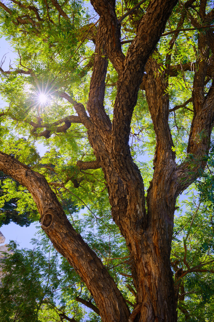 arbre de palissandre