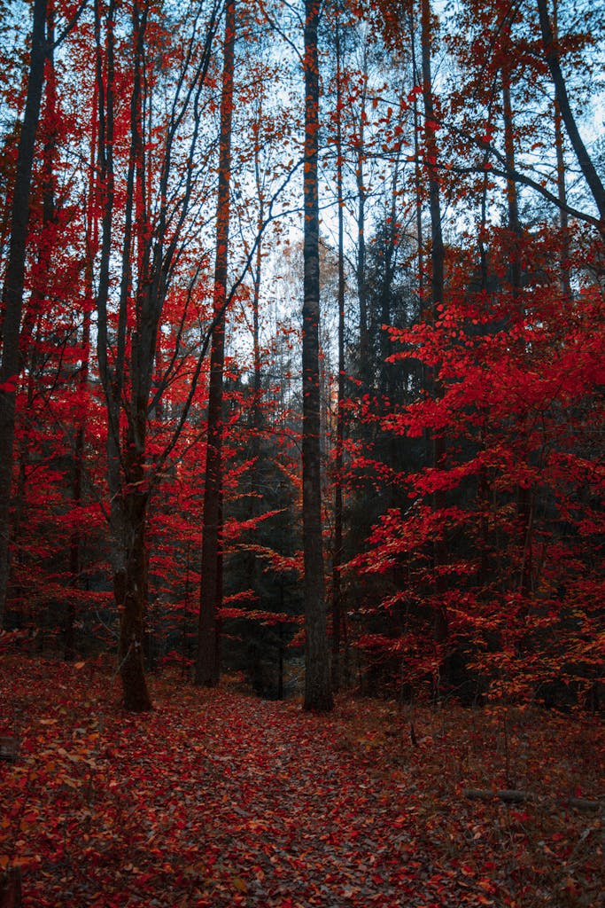 forêt d'érable