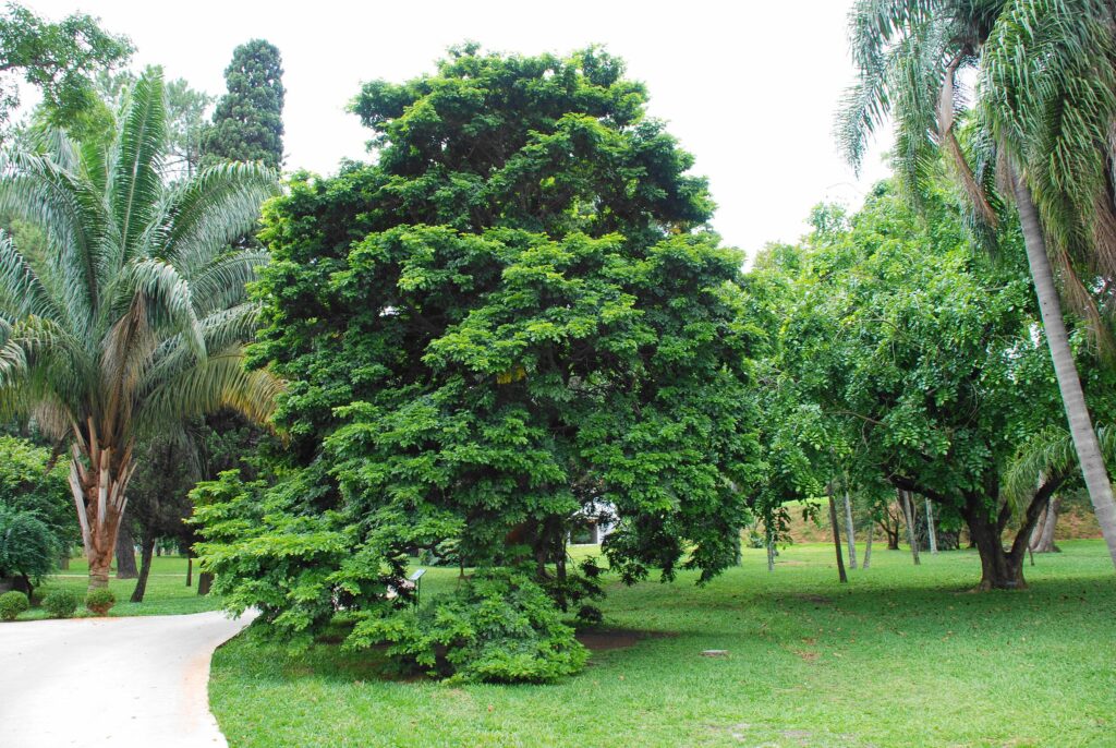 arbre de pernambouc